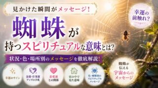 蜘蛛のスピリチュアルな意味とは？色・時間帯・状況別のメッセージと開運の解決法を徹底解説